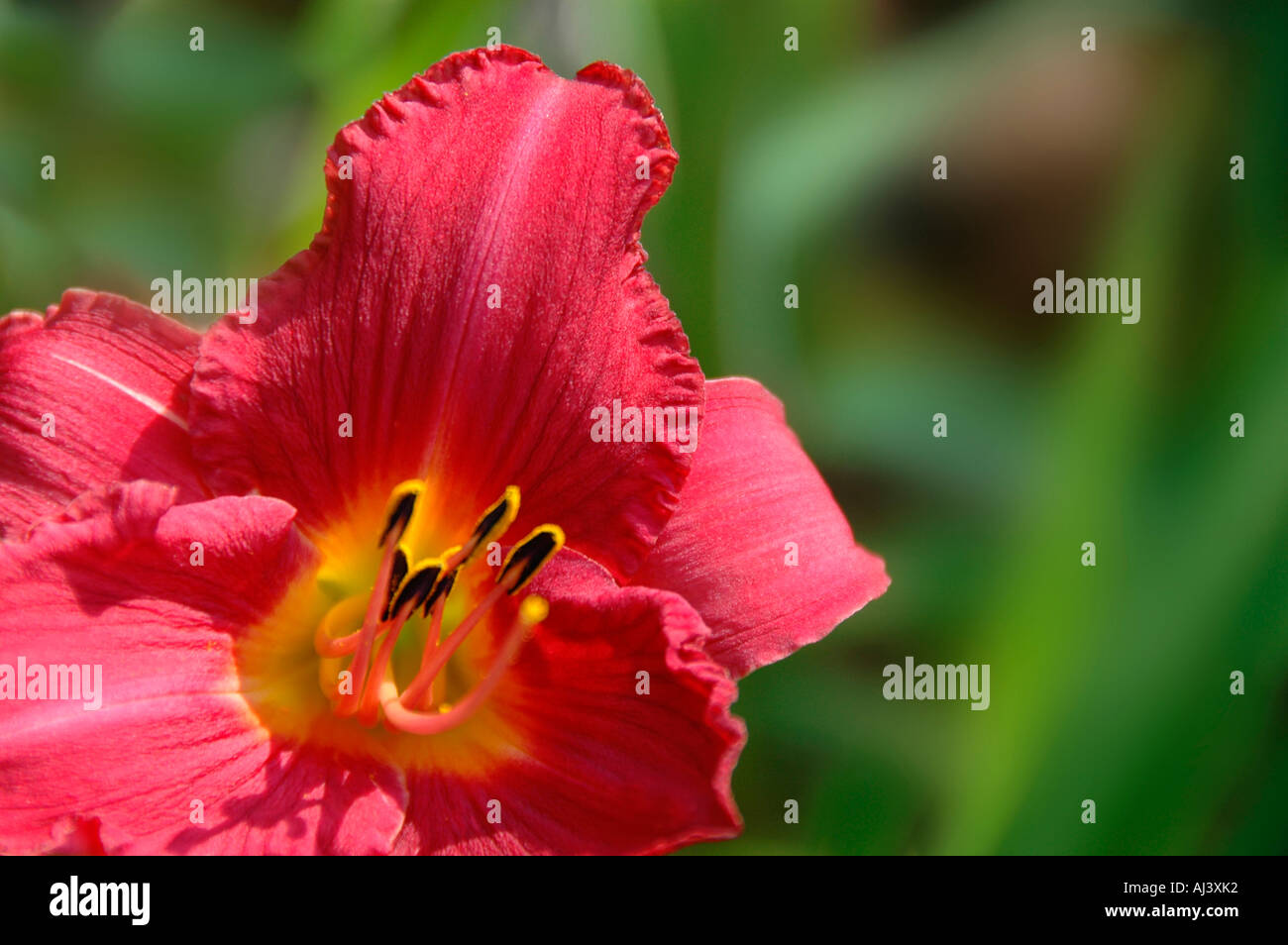 Modern daylily with edges and eyes in all colors Stock Photo