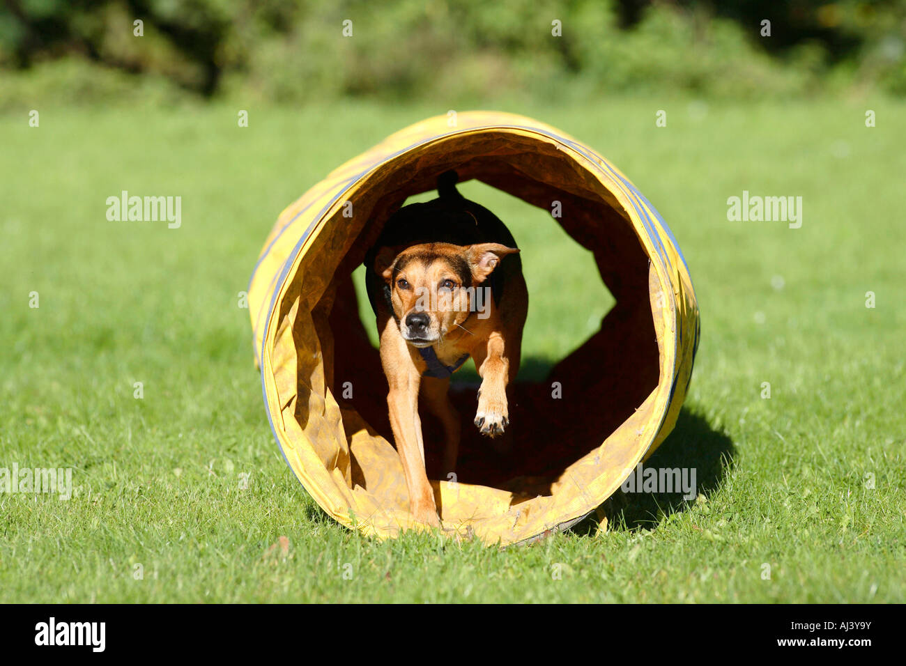 Mixed Breed Dog agility running through tunnel Stock Photo Alamy