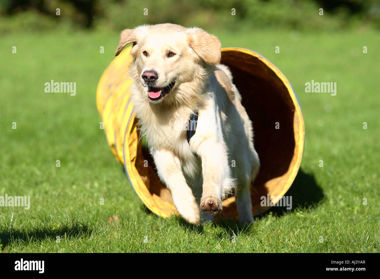 Golden retriever agility hires stock photography and images Alamy