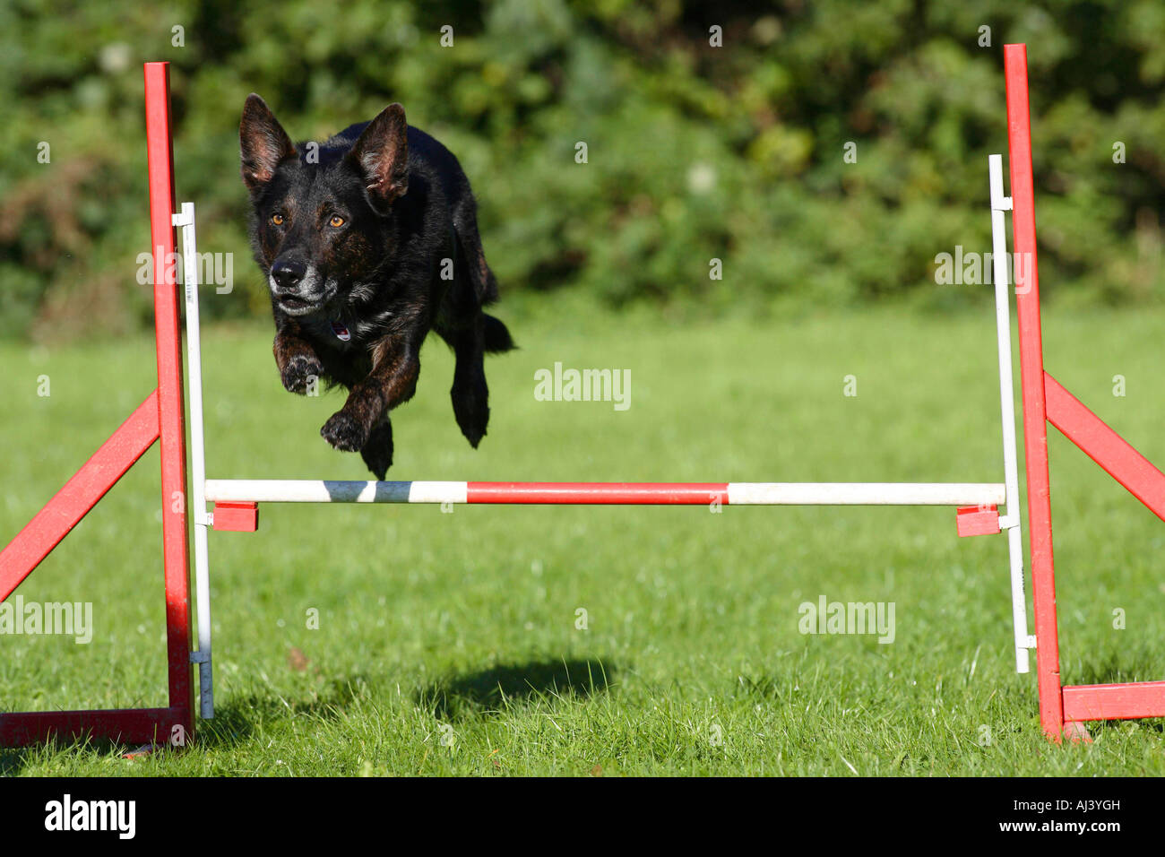 Jumping dog hires stock photography and images Alamy