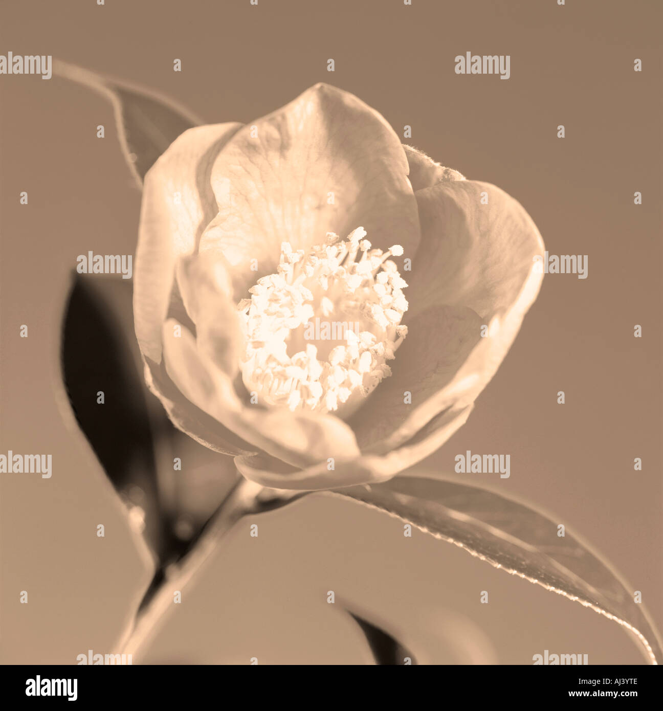 Sepia fine art flower hi-res stock photography and images - Alamy