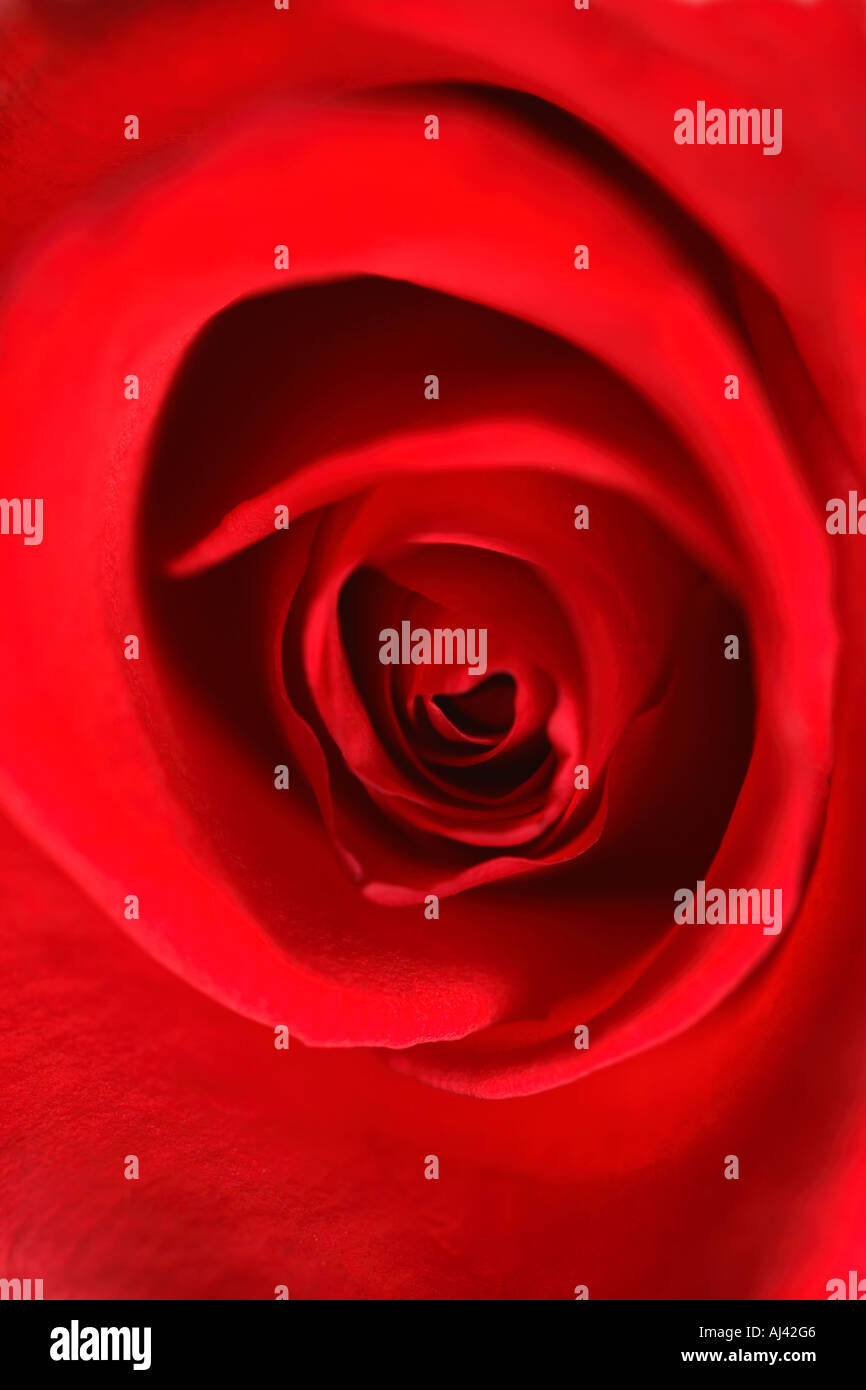 Red Rose Close Up Detail Stock Photo
