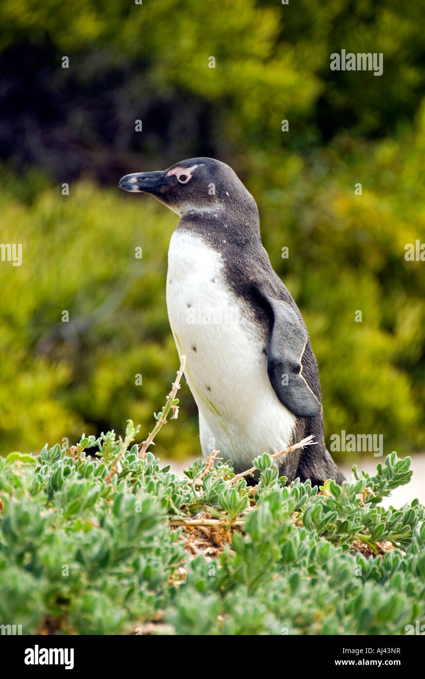 Endemic African penguin known as Jackass penguin Sphenicus demersis Cape Town South Africa Stock Photo
