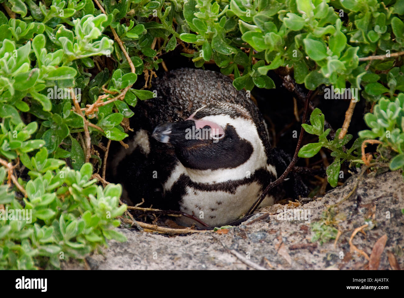 Endemic African penguin known as Jackass penguin Sphenicus demersis Cape Town South Africa Stock Photo
