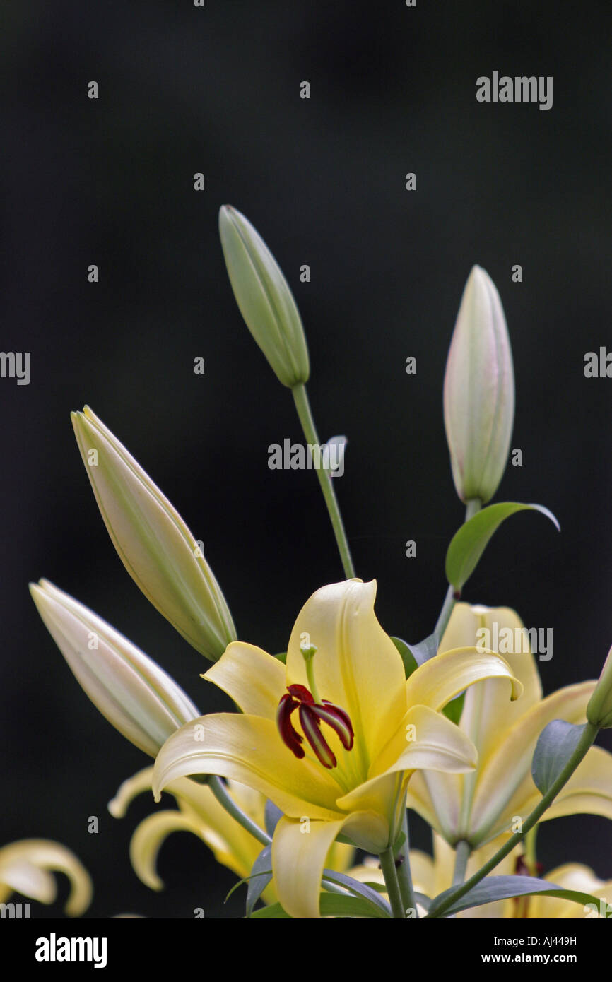 Lily in Fujimi highland Nagano Japan Stock Photo Alamy