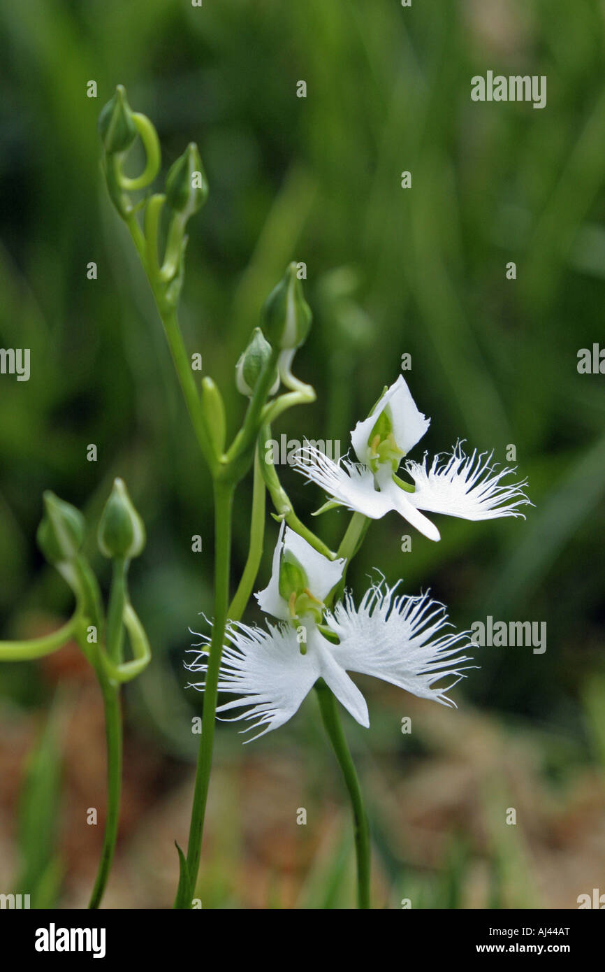 Fringed Orchid Japan Stock Photo