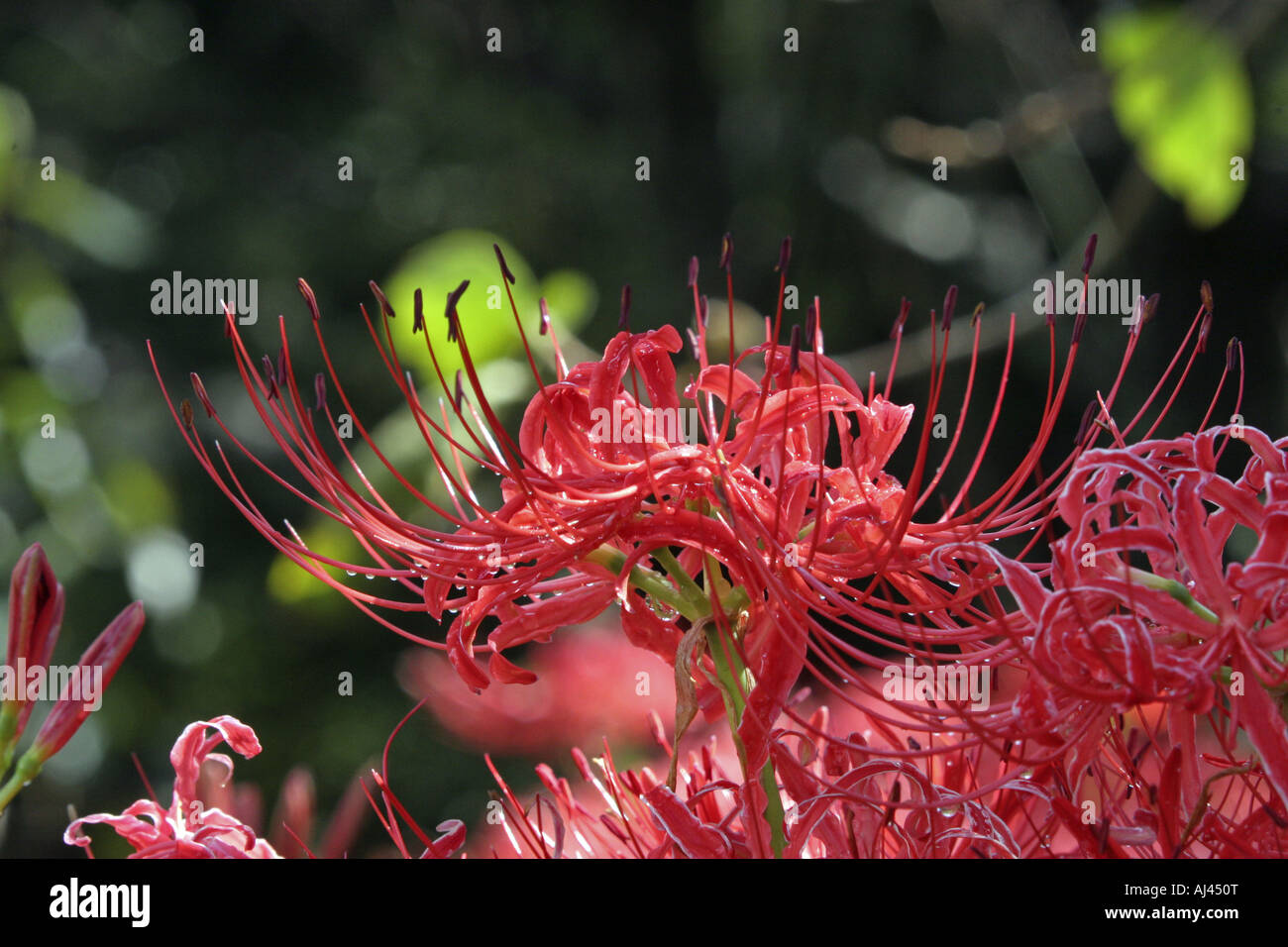 Red Spider Lilly in a Countryside of Japan Stock Photo Alamy