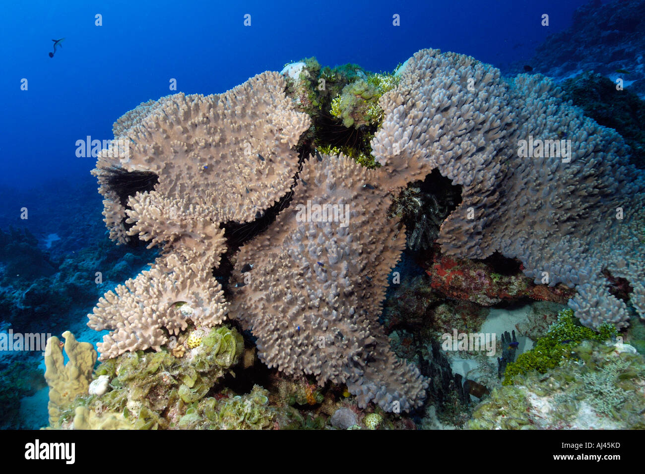 Leather coral Lobophytum sp Ailuk atol Marshall Islands Pacific Ocean Stock Photo