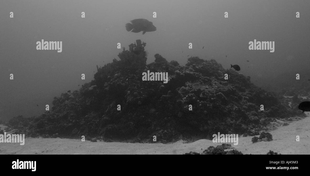 Terminal phase napoleon wrasse Cheilinus undulatus  Ailuk atoll Marshall Islands Pacific Stock Photo