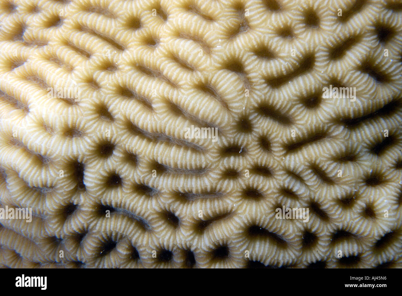 Favid coral possibly Platygyra sp Ailuk atol Marshall Islands Pacific Stock Photo