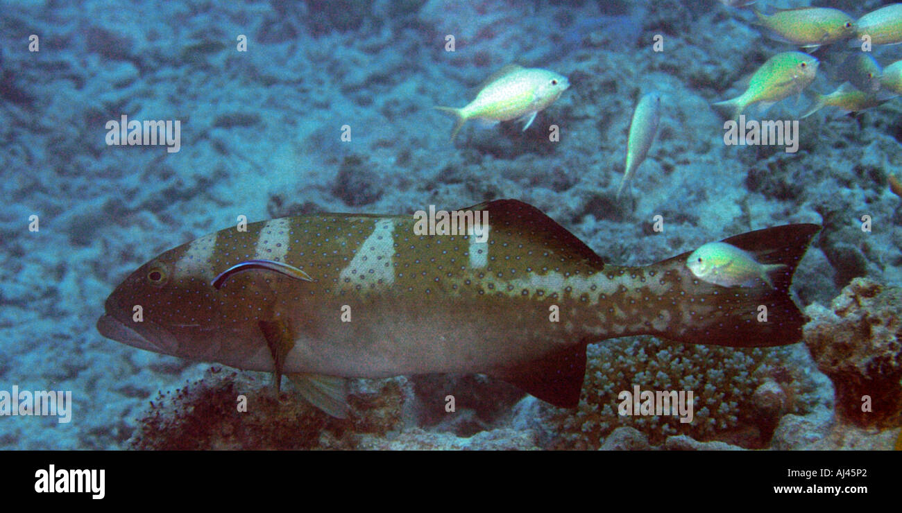 Blacksaddle or giant coral grouper Plectropomus laevis Ailuk atoll Marshall Islands Pacific Stock Photo