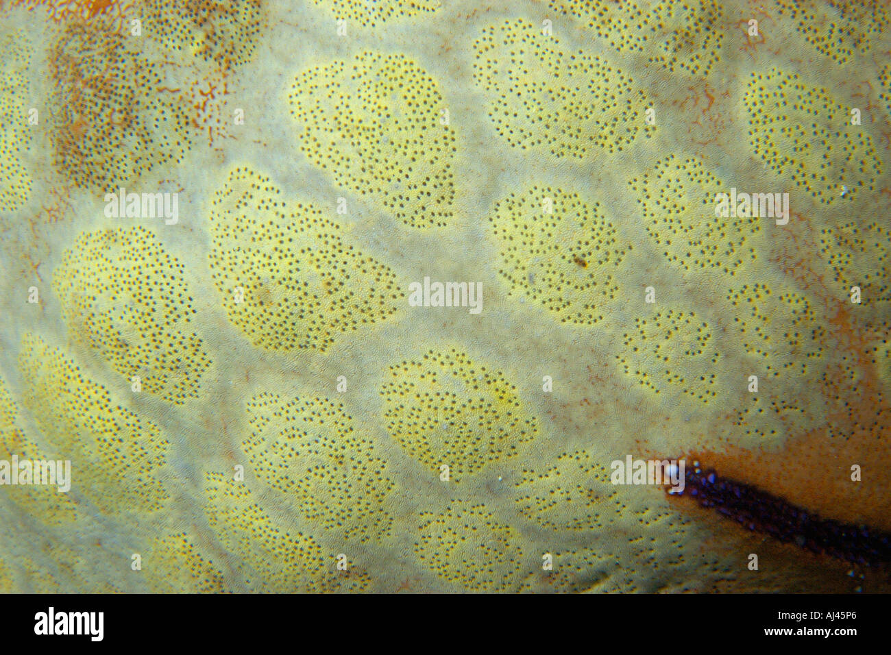 Cushion star Culcita novaguineae skin texture Ailuk atoll Marshall Islands Pacific Stock Photo