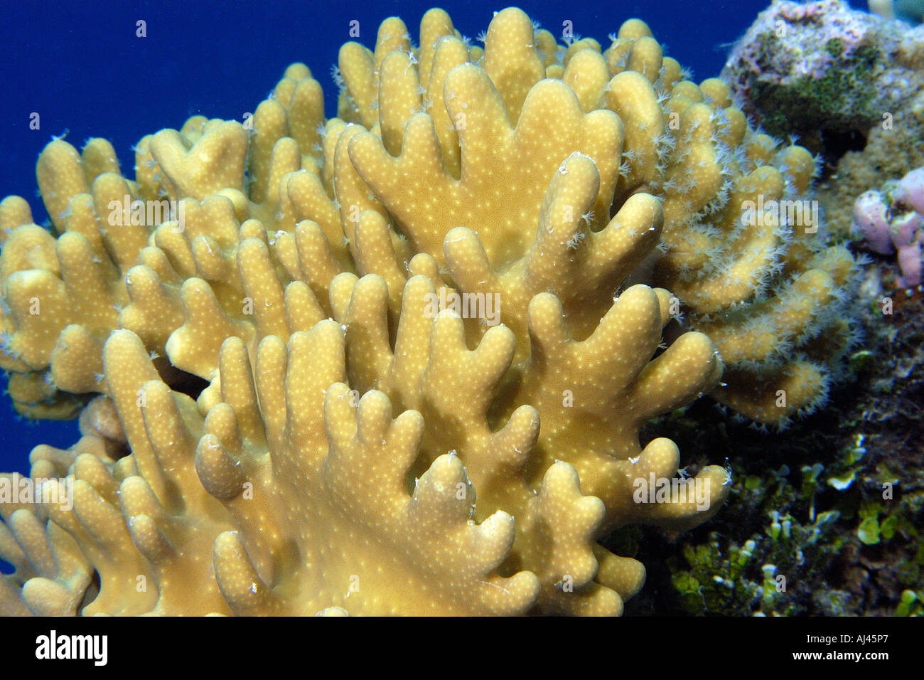 Stiff finger coral Lobophytum sp Ailuk atoll Marshall Islands Pacific Stock Photo
