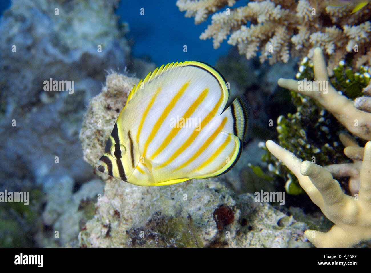 Chaetodon Ornatissimus Hi res Stock Photography And Images Alamy chaetodon-ornatissimus-hi-res-stock-photography-and-images-alamy