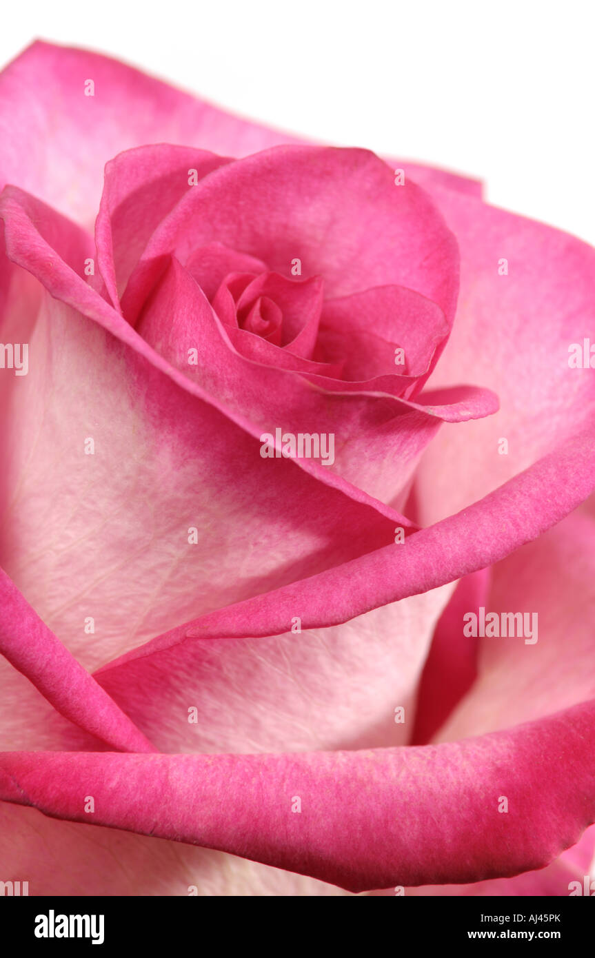 Beautiful pink rose Stock Photo