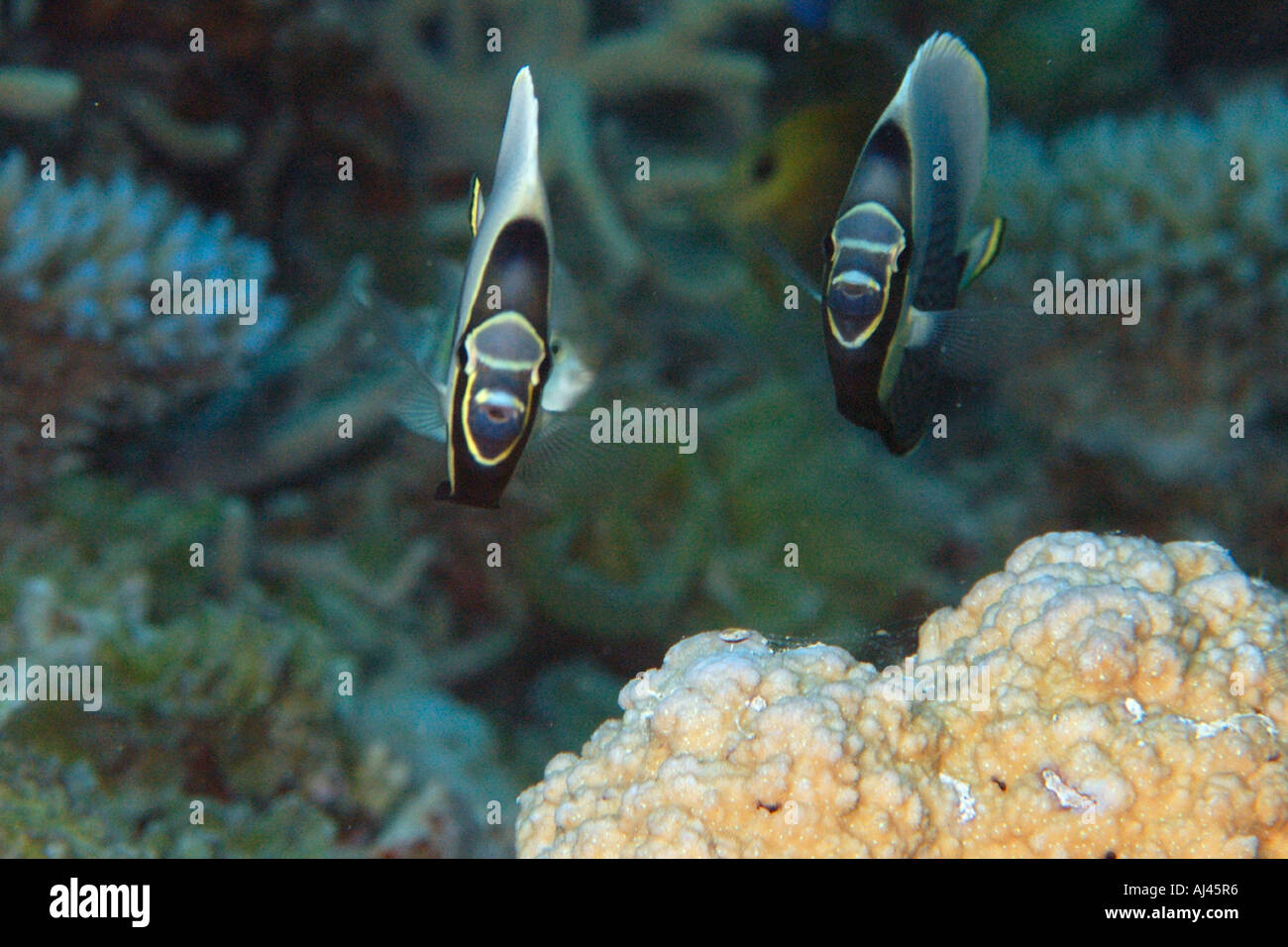 Pair of reticulated butterflyfish Chaetodon reticulatus  Ailuk atoll Marshall Islands Pacific Stock Photo