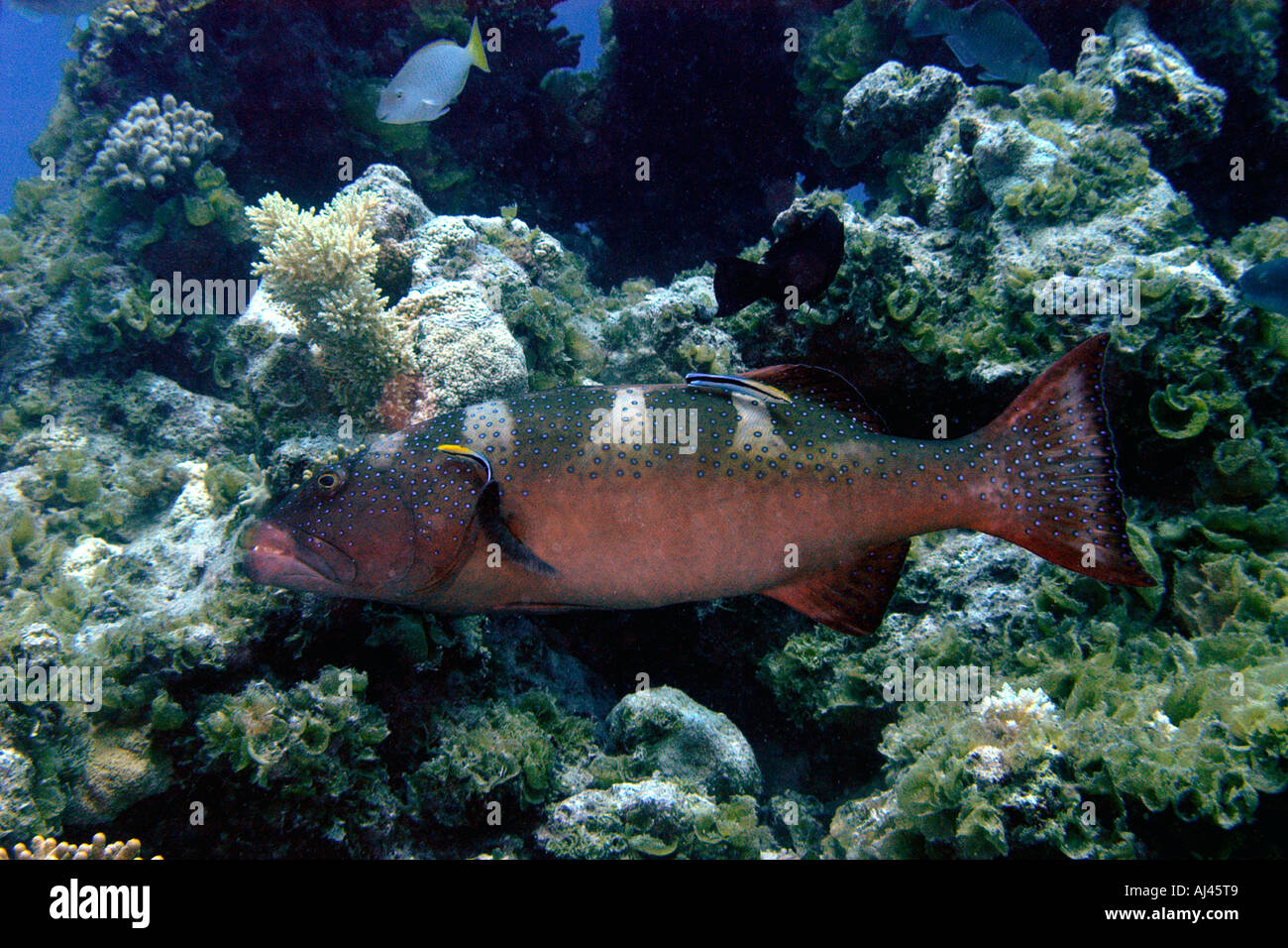 Giant coral grouper Plectropomus laevis being cleaned by cleaner wrasse Labroides dimidiatus Ailuk atoll Marshall Stock Photo