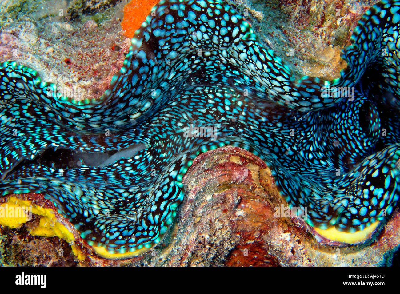 Giant fluted clam Tridacna squamosa mantle detail Ailuk atoll Marshall ...