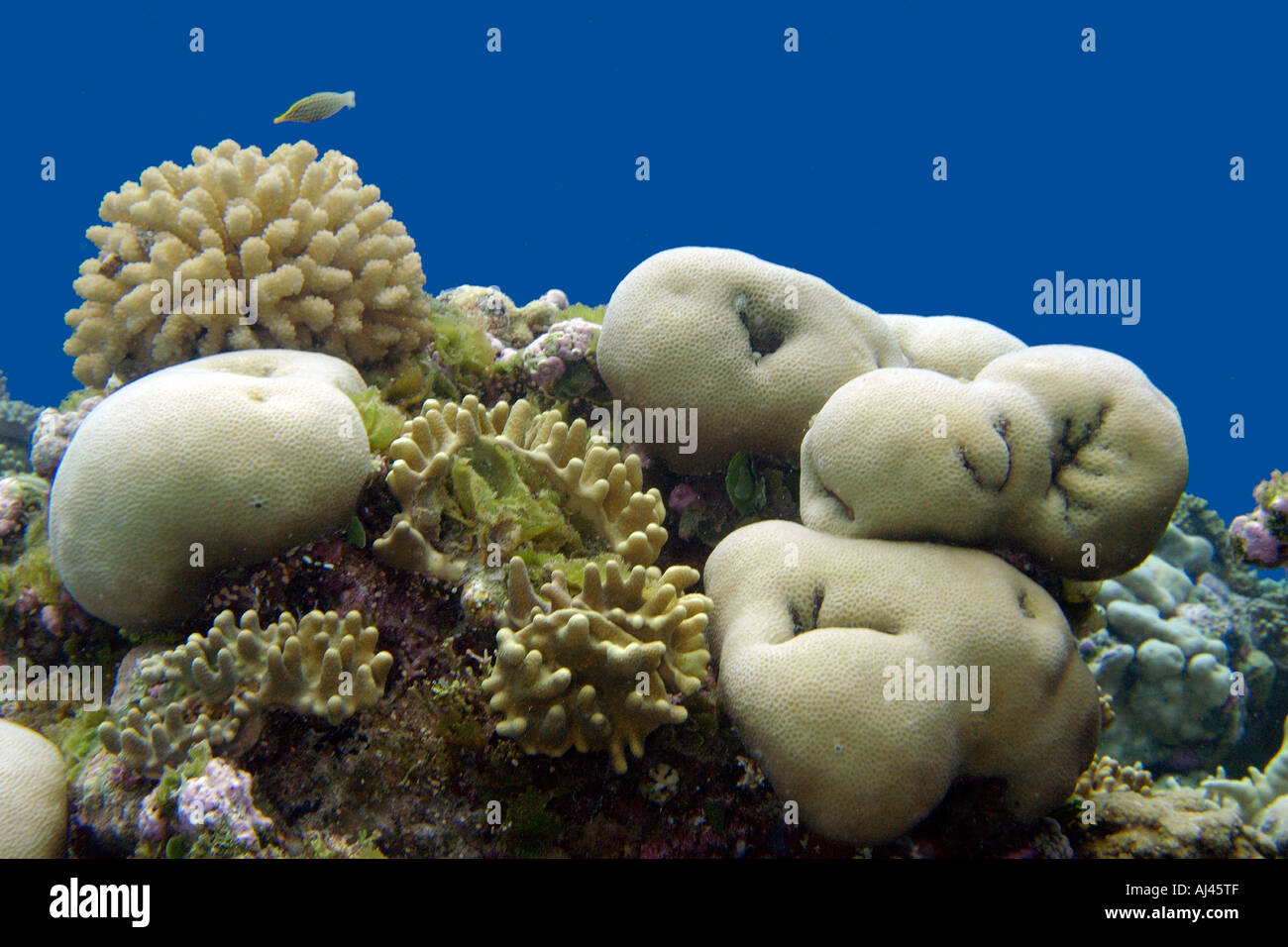 Corals compete for space including Porites sp Lobophytum sp and Acropora sp Ailuk atoll Marshall Islands Pacific Stock Photo