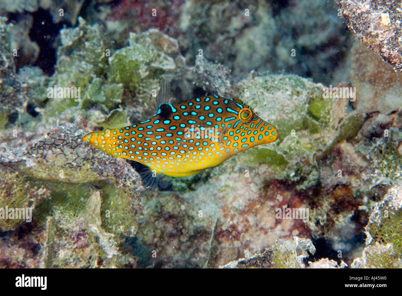 Papuan toby variation Canthigaster papua Ailuk atoll Marshall Islands Pacific Stock Photo