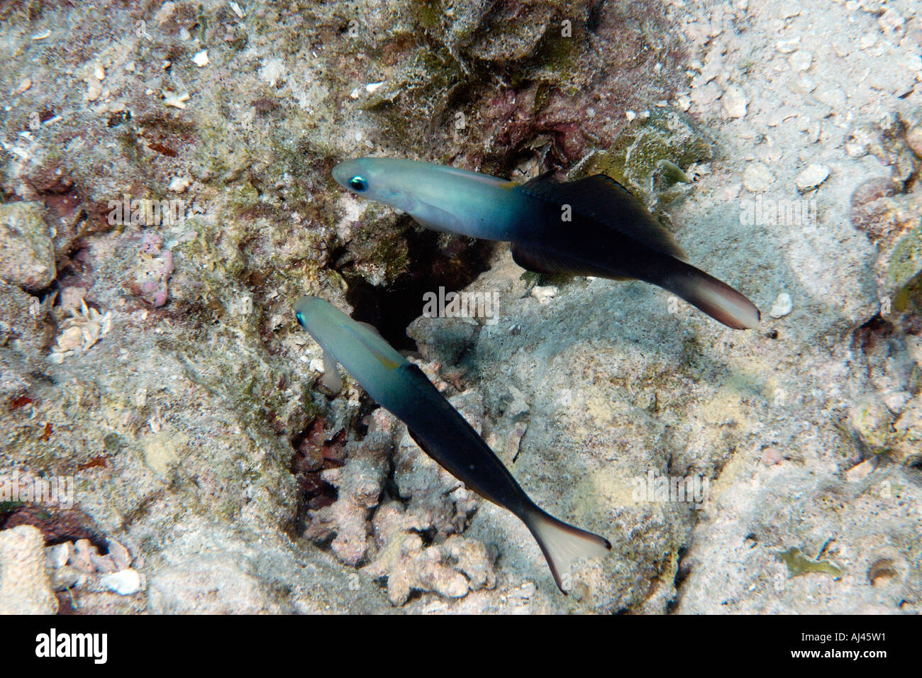 Pair of twotone dartfish Ptereleotris evides hovers over their shared burrow Ailuk atoll Marshall Islands Pacific Stock Photo