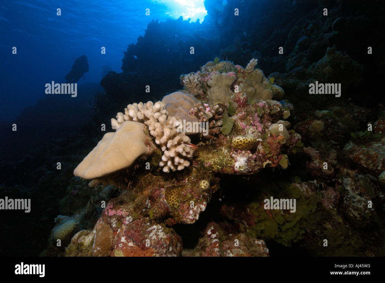 Diverse coral reef head and diver silhouette Ailuk atoll Marshall Islands Pacific Stock Photo