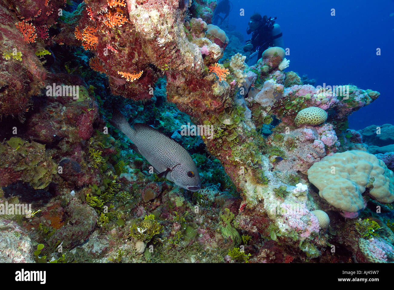 Dotted sweetlips Plectorhinchus picus under coral arch Ailuk atoll Marshall Islands Pacific Stock Photo