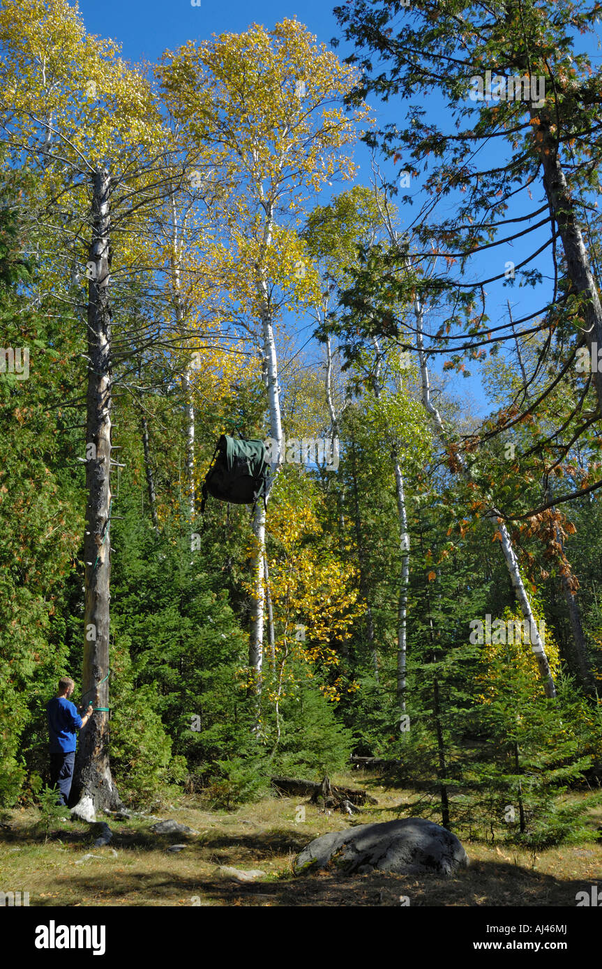 Bear Hang - food bag hung between two trees to protect it from bears Stock  Photo - Alamy