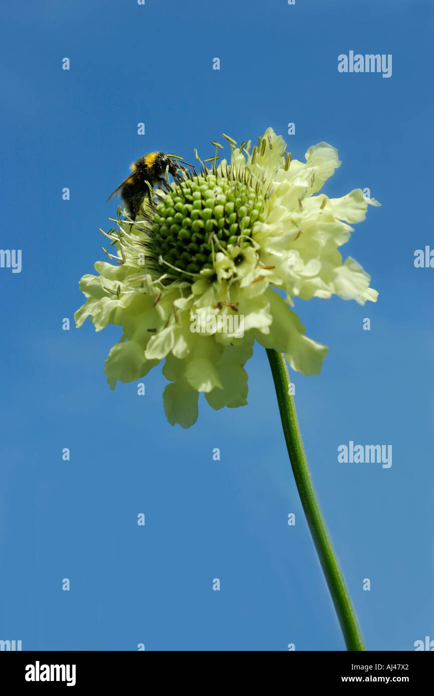 Bee on Giant Scabious flower Cephalaria gigantea with blue sky Stock Photo