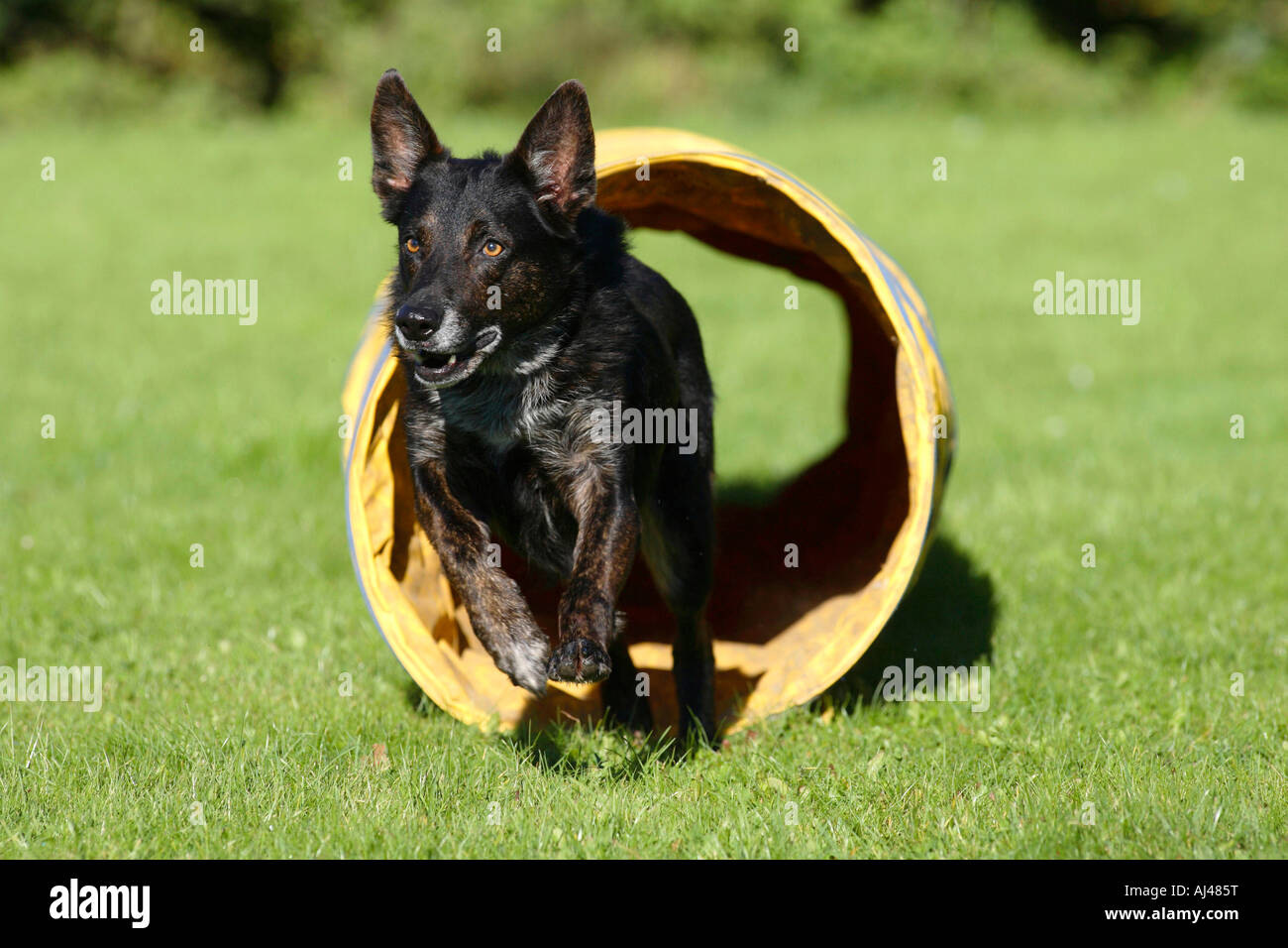 Mixed Breed Dog agility running through tunnel Stock Photo Alamy