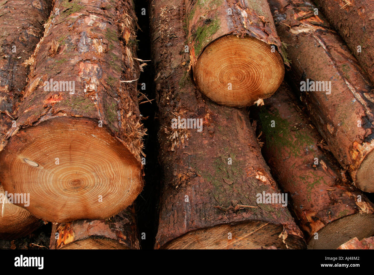 Cut conifer timber logs Stock Photo Alamy