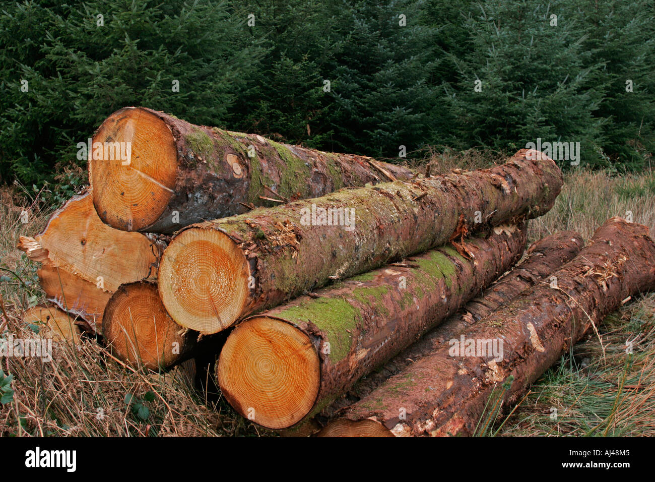 Conifer timber hi-res stock photography and images - Alamy