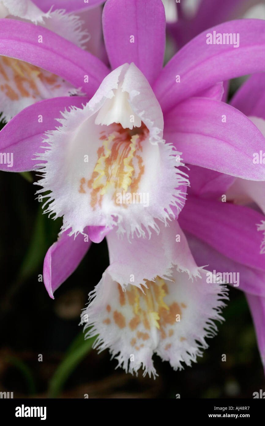 Pleione formosana orchid flowers Stock Photo