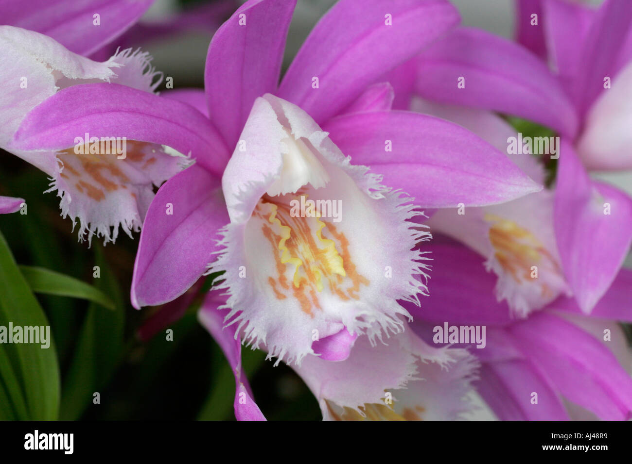 Pleione formosana orchid flowers close up Stock Photo
