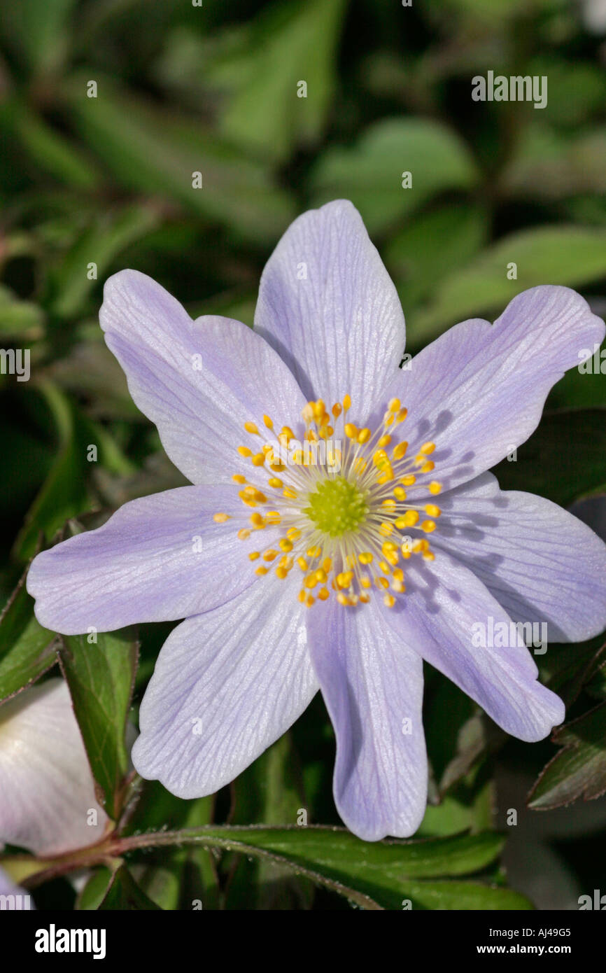 Anemone nemorosa robinsoniana hires stock photography and images Alamy