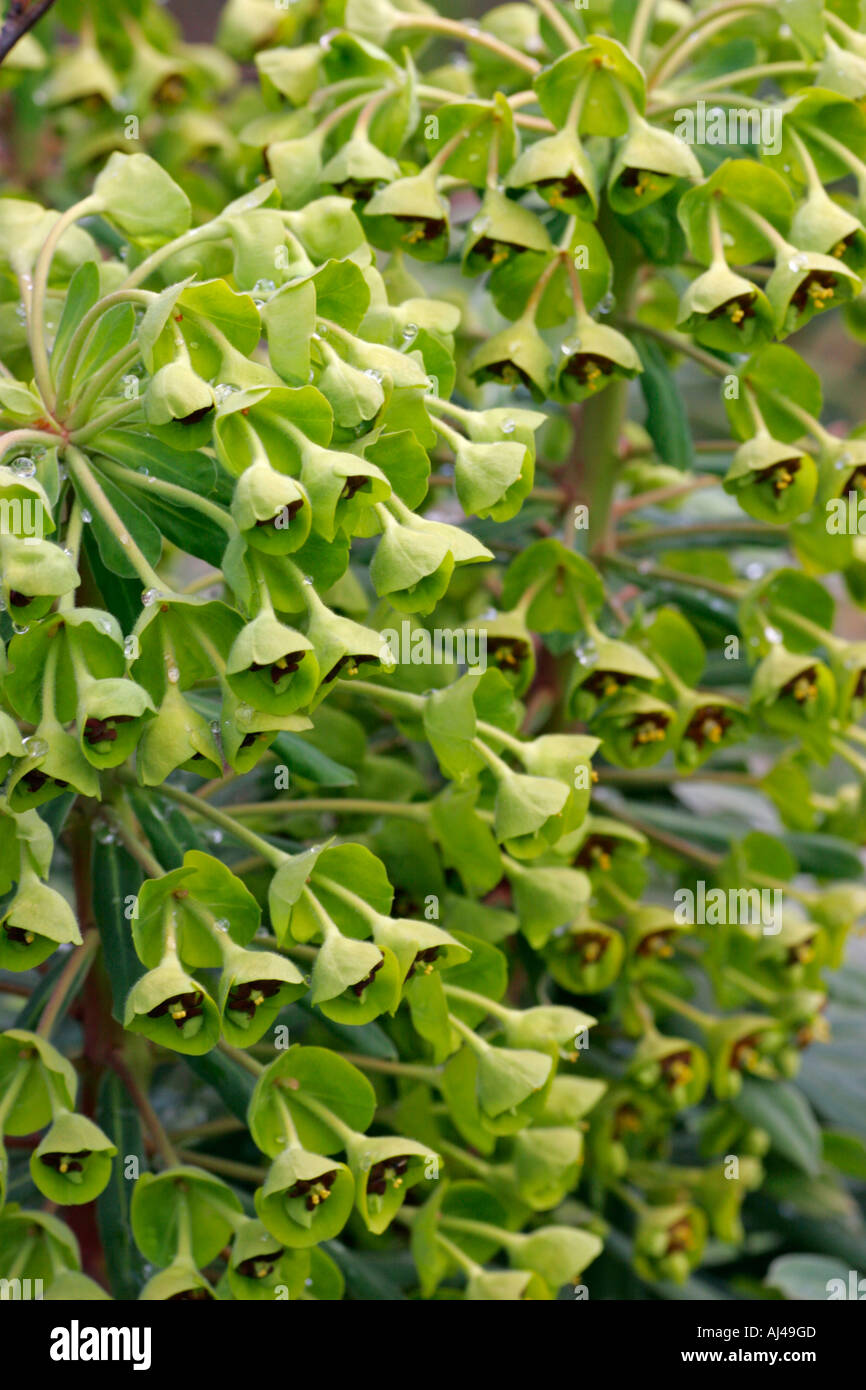 Green flowers of Mediterranean Spurge Botanical name Euphorbia characias wulfenii Stock Photo