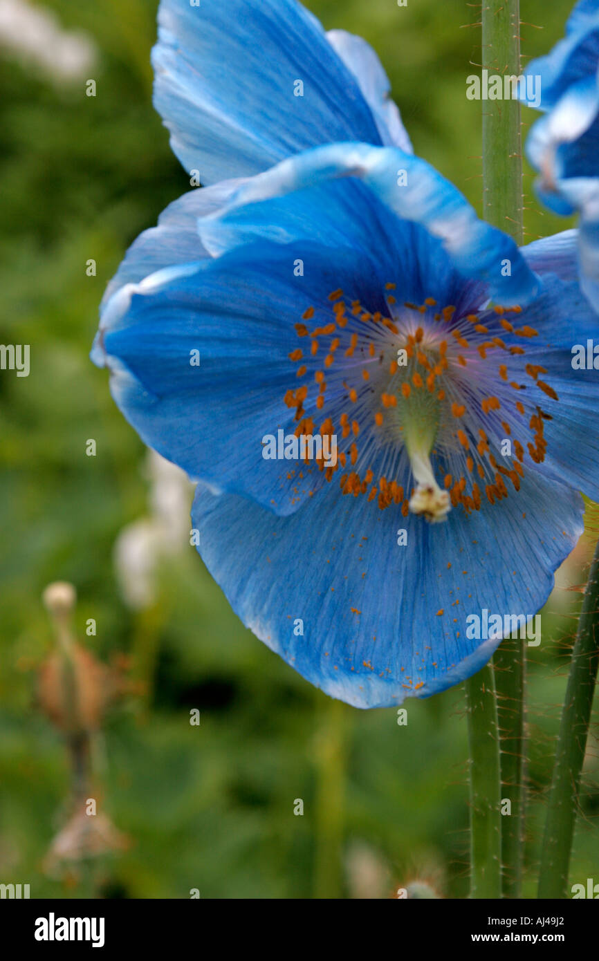 Blue flower of Meconopsis Lingholm Stock Photo
