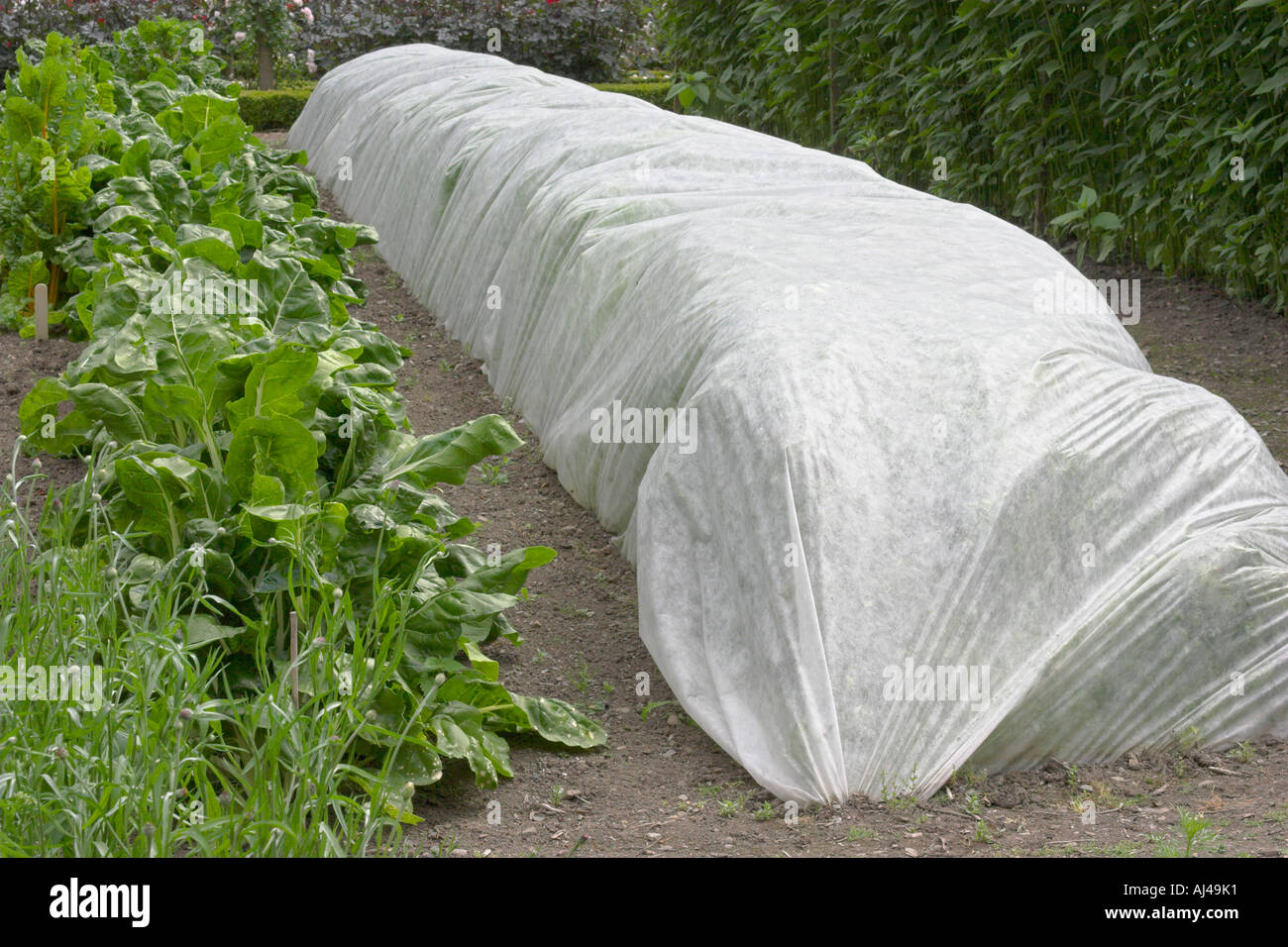 Protective polypropylene fleece material over vegetables in garden Stock  Photo - Alamy