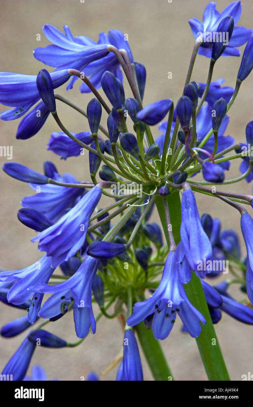 Agapanthus summer bulb bulbs hi-res stock photography and images - Alamy