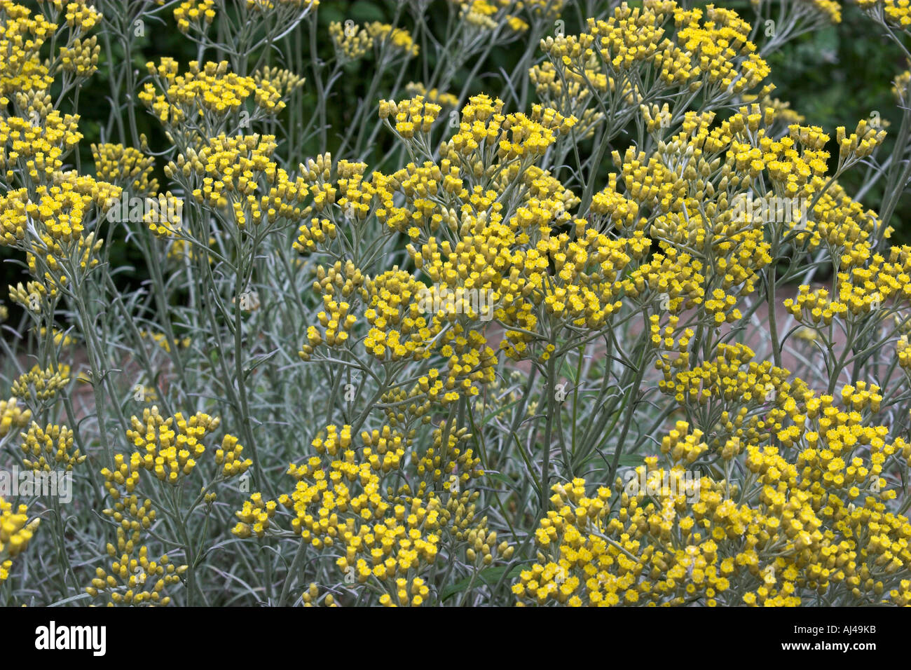 Curry Plant Helichrysum italicum subsp. serotinum Stock Photo