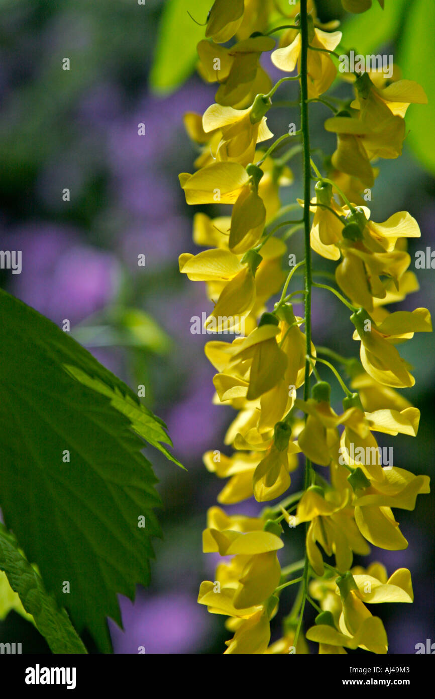 Yellow flowers laburnum hi-res stock photography and images - Alamy