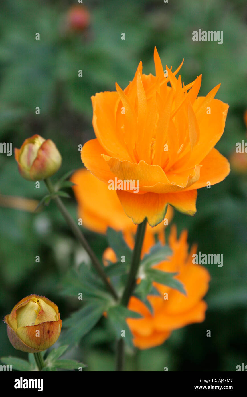 Trollius chinensis Golden Queen flowers Stock Photo