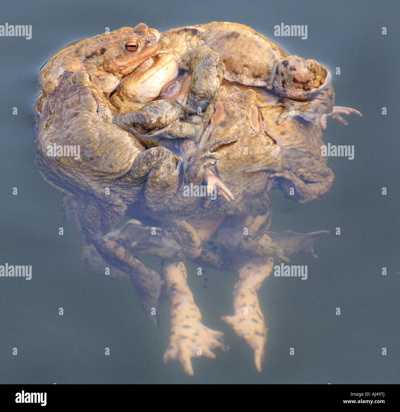 European common toad Bufo bufo many males are trying to clamp one female Stock Photo