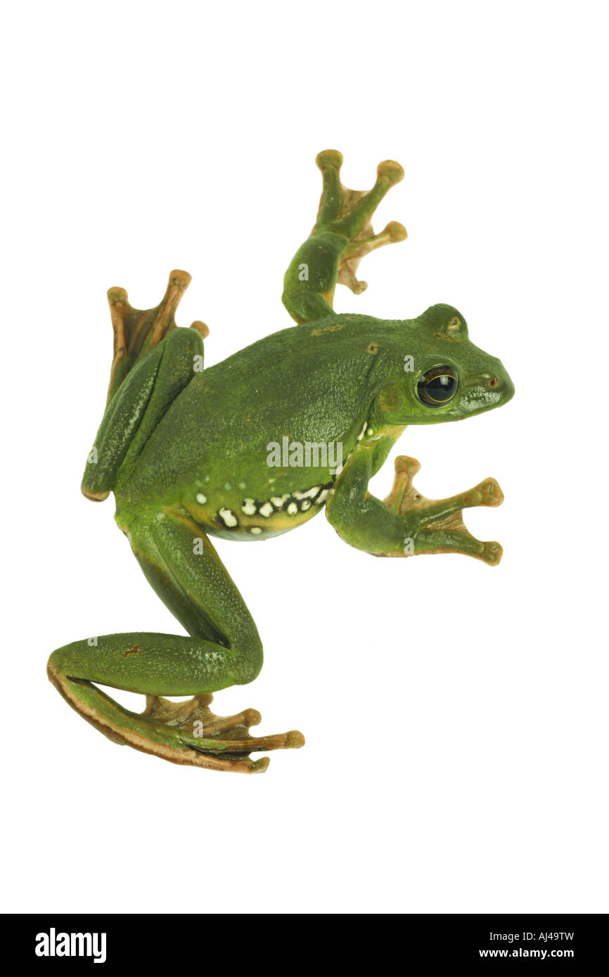 Blanford s whipping frog asian gliding tree frog asian gliding treefrog Rhacophorus dennysi Stock Photo