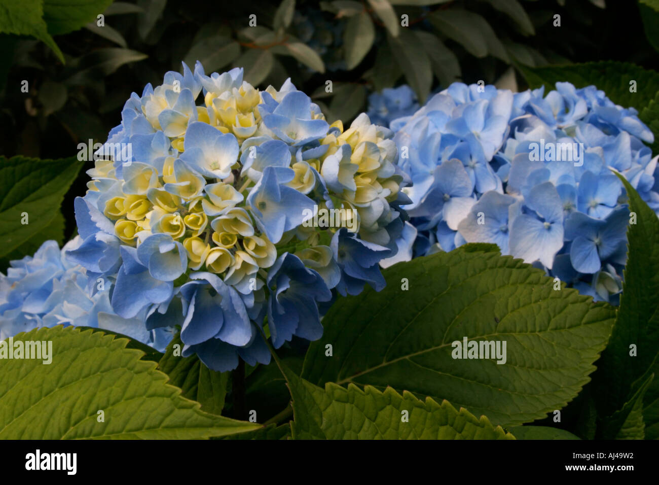 Hydrangea macrophylla flowers Stock Photo Alamy