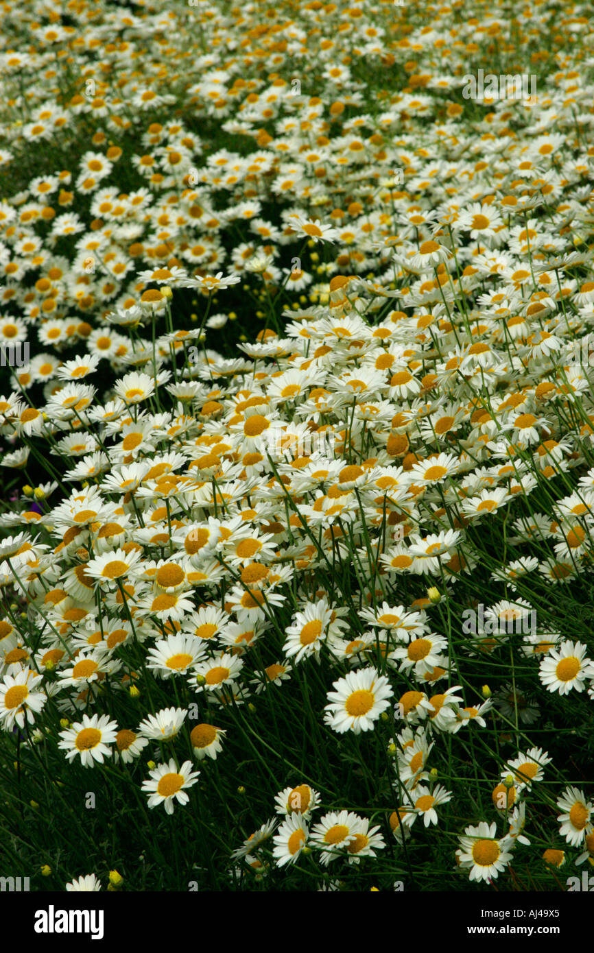 Anthemis tinctoria Sauce Hollandaise Stock Photo Alamy