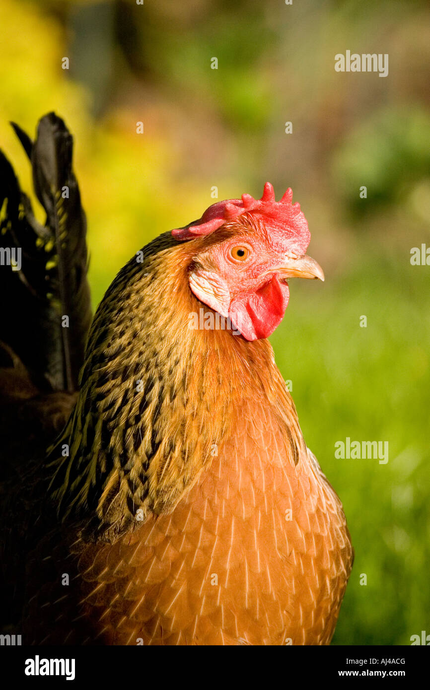 Brown Leghorn hen free ranging, England, UK Stock Photo