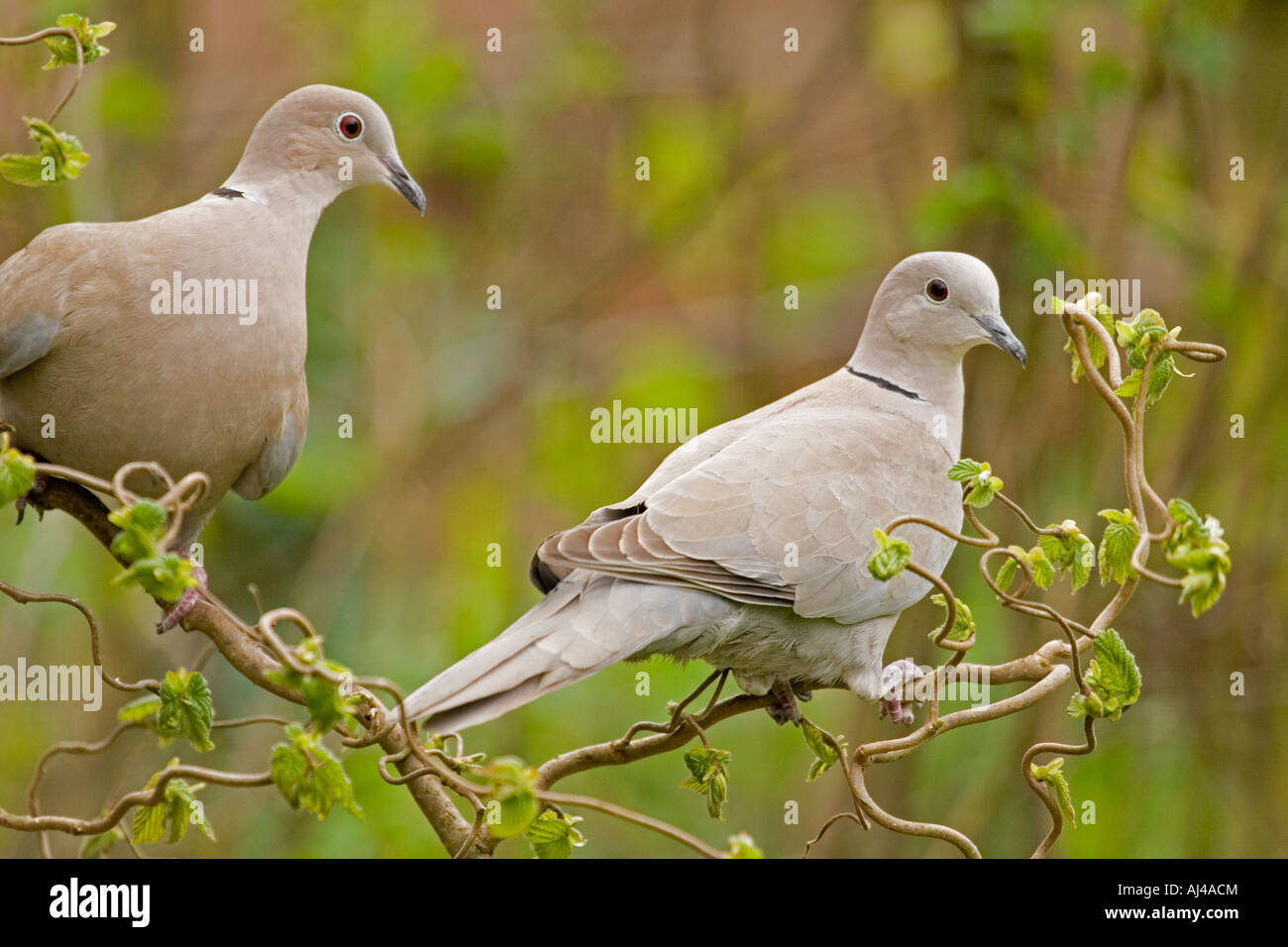 A pair of Collared Doves, England, UK Stock Photo Alamy