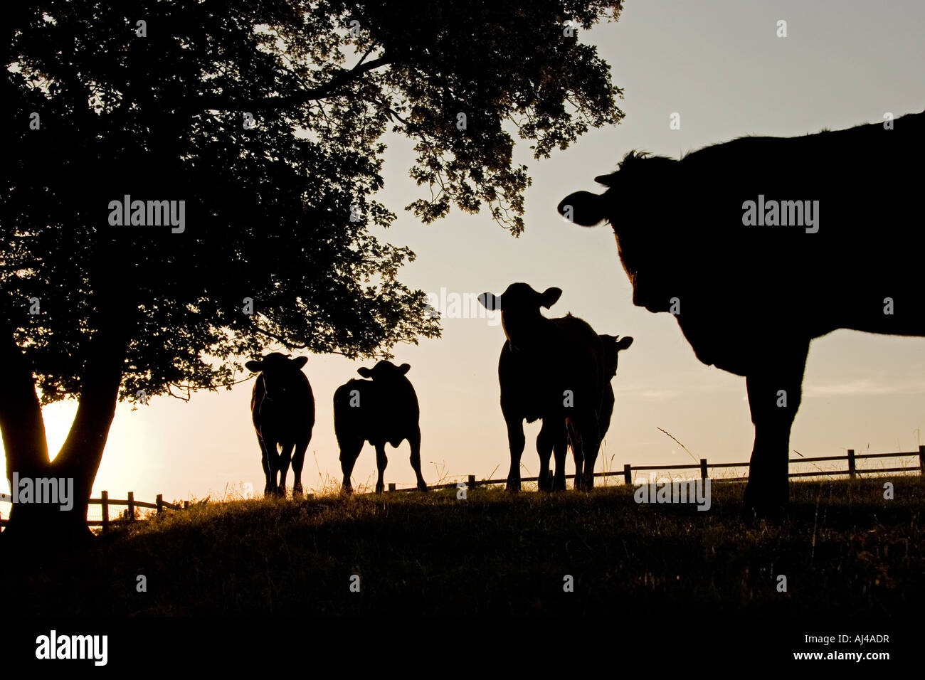 Cows silhouetted in evening light, England, UK Stock Photo - Alamy