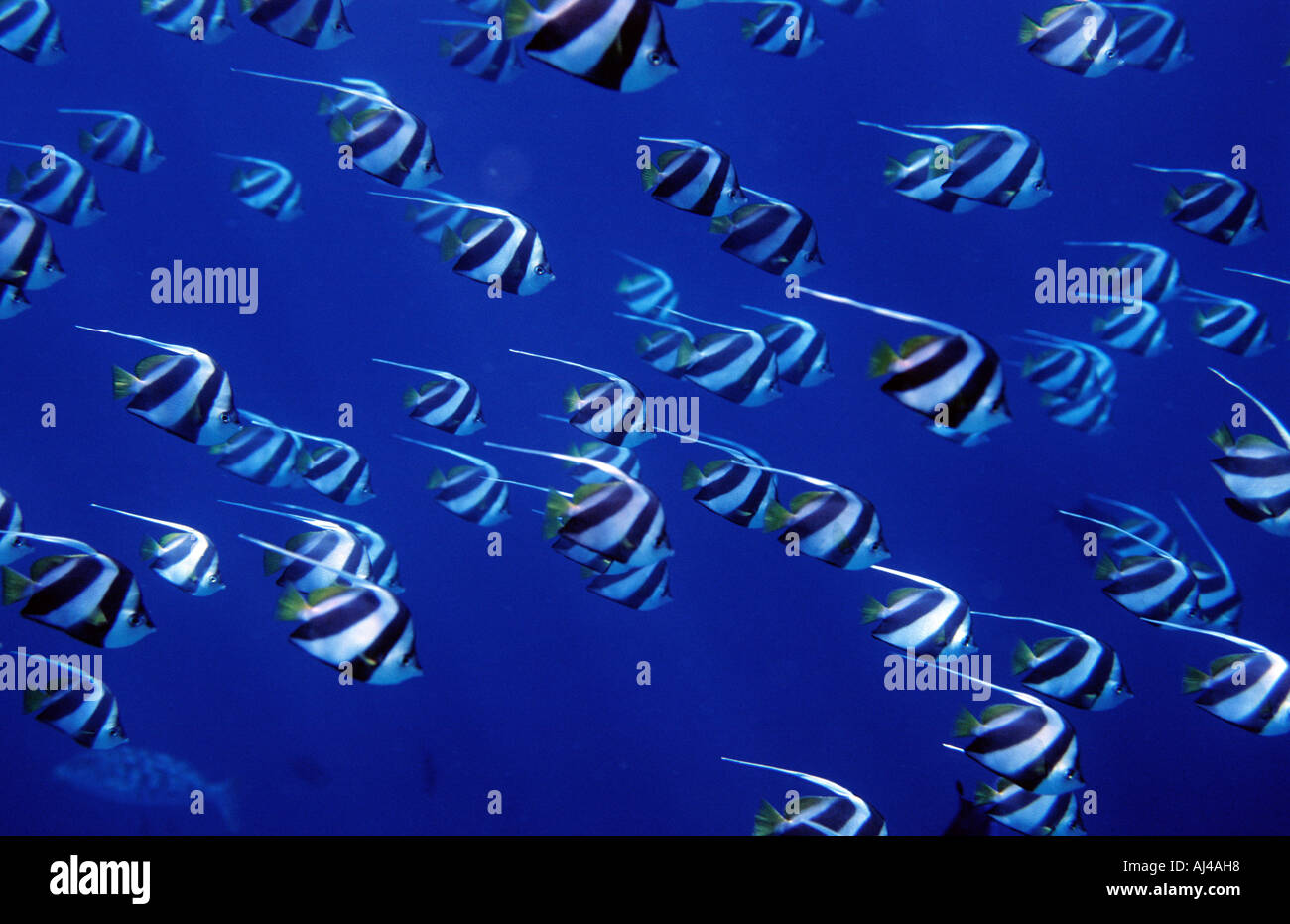 Schooling bannerfish swimming from left to right Stock Photo Alamy